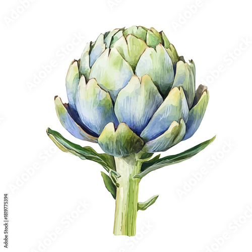 fresh_artichoke_Hand-painted watercolor style, vector set available in EPS, vectorized