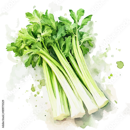 painting_of_fresh_celery_on_a_white_Hand-painted watercolor style, vector set available in EPS, vectorized, vegetables set