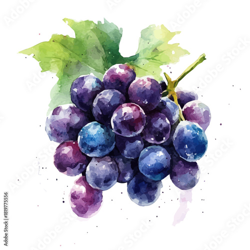 A_painting_of_fresh_grape_on_a_white_Hand-painted watercolor style, vector set available in EPS, vectorized, vegetables set
