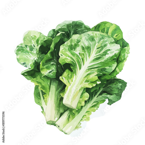 painting_of_fresh_lettuce_on_a_white_Hand-painted watercolor style, vector set available in EPS, vectorized, vegetables set