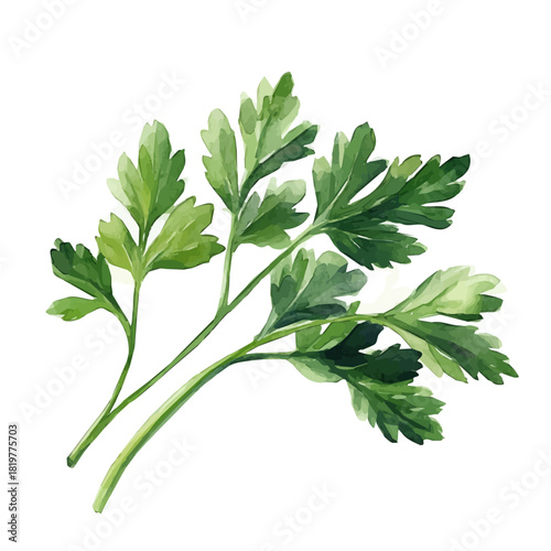 A_painting_of_parsley_branch_on_a_white_Hand-painted watercolor style, vector set available in EPS, vectorized, vegetables set