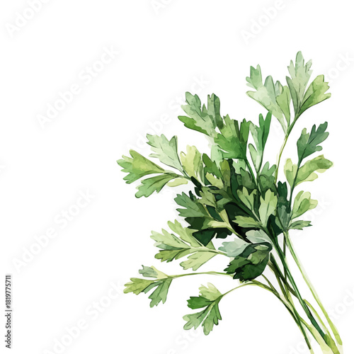 painting_of_green_parsley_on_a_white_Hand-painted watercolor style, vector set available in EPS, vectorized, vegetables set