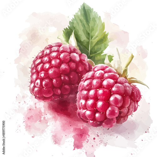 Watercolor_style_painting_of_fresh_raspberry_on_a_white_Hand-painted watercolor design, vectorized, painting style, vector set available in EPS, simple design, raspberries