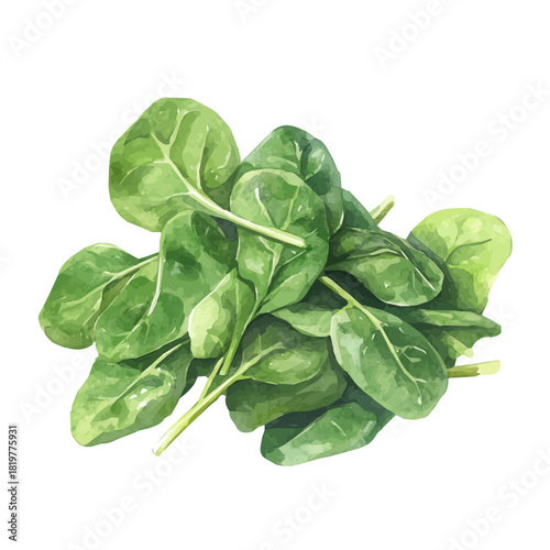 painting_of_fresh_celery_on_a_white_Hand-painted watercolor style, vector set available in EPS, vectorized, vegetables set