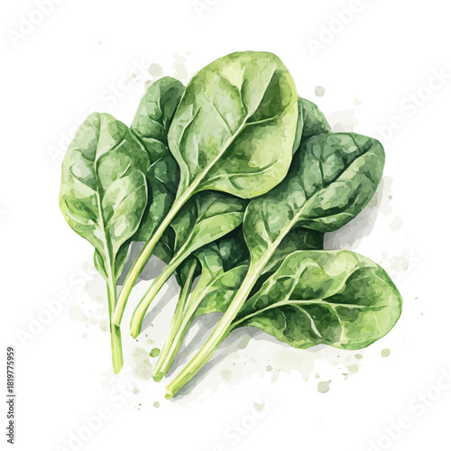 Beautiful spinach painting design set Hand-painted style, vectorized, vector set available in EPS, Simple Hand-painted watercolor style