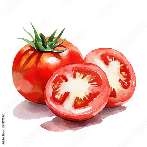 Beautiful tomato painting design set Hand-painted style, vectorized, vector set available in EPS, Simple Hand-painted watercolor style