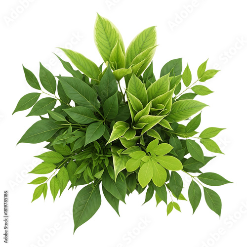 Wallpaper Mural Overhead view of a lush green shrub with variegated leaves against a black background in a studio shot Torontodigital.ca