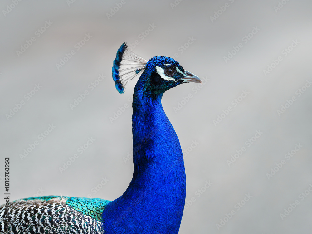 Fototapeta premium Portrait of a male peacock displaying beautiful plumage. Close-up image highlighting the vibrant blue head and neck of an indian peacock with its intricate feather patterns. 