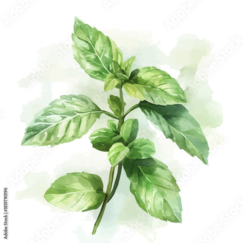 Beautiful mint and pepper mint leaf painting design set. Hand-painted style, vectorized, vector set available in EPS, Simple Hand-painted watercolor style