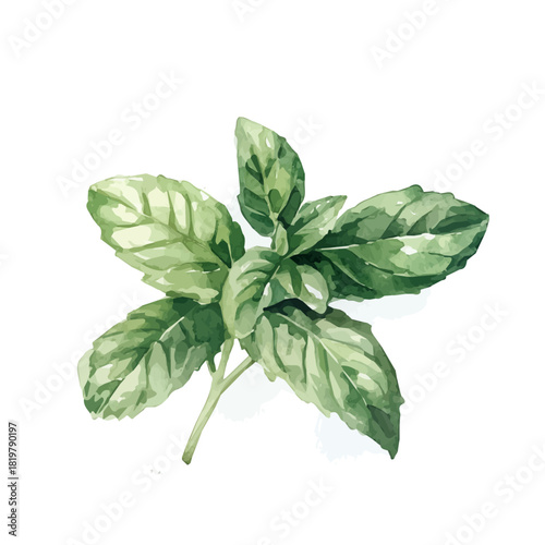 Green mint painting design set Hand-painted style, vectorized, vector set available in EPS, Simple Hand-painted watercolor style