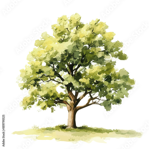 Beautiful oak tree painting design set Hand-painted style, vectorized, vector set available in EPS, Simple Hand-painted watercolor style tree set