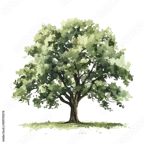 Old oak tree painting design set, Hand-painted style, vectorized, vector set available in EPS, Simple Hand-painted watercolor style