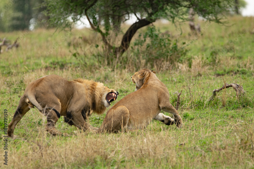 Obraz premium Intense interaction between a male and female lion roaring