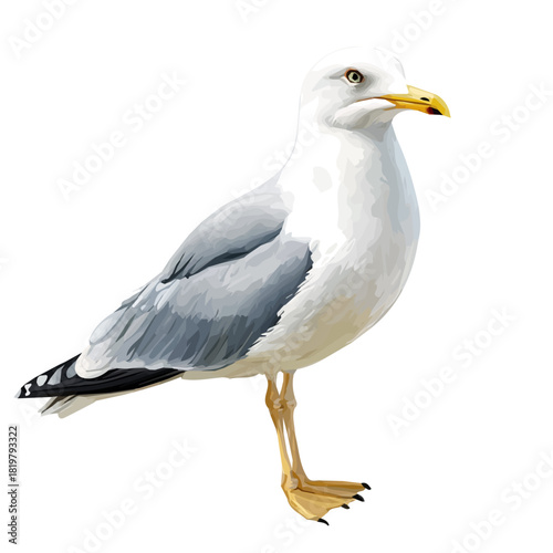 Beautiful seagull painting design set Hand-painted style, vectorized, vector set available in EPS, Simple Hand-painted watercolor style