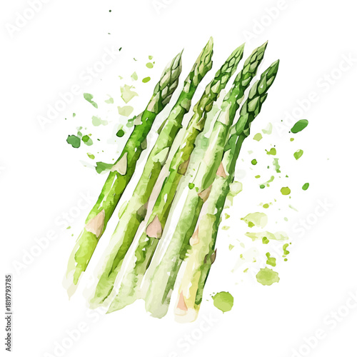 Beautiful green asparagus painting design set Hand-painted style, vectorized, vector set available in EPS, Simple Hand-painted watercolor style