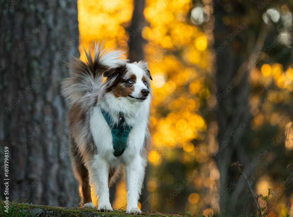 Fototapeta premium Red merle miniature american shepherd in a forest, with golden light on autumn leaves in the background