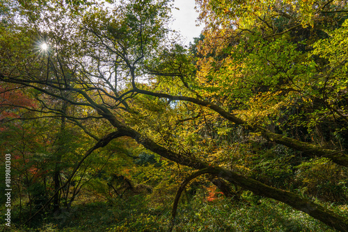 日差しを浴びて黄色く色づく木々
