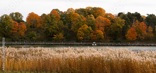 Photography Autumn panorama in Stockholm, Sweden with colorful trees, water, and reeds
