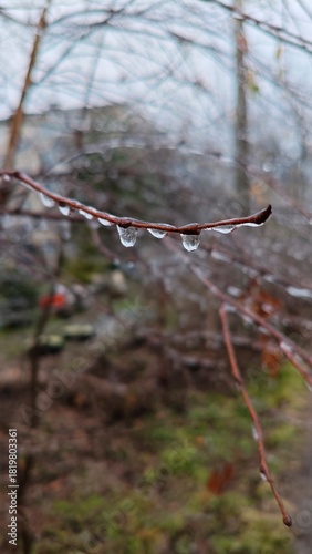 Close-up of branch with icicles, set against blurred park background. Winter scenes, nature photography, and cold weather themes. Beauty of winter and delicate details of nature in frosty landscape
