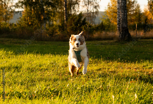 Canvas Print Happy mini aussie playing, running through a meadow, lit by morning light