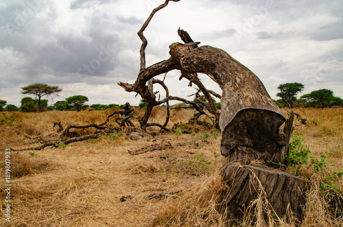 Obraz na płótnie Old weathered dead tree in the middle of African savannah
