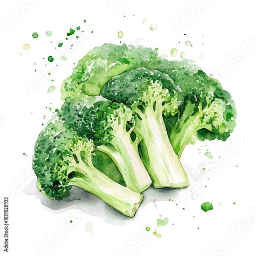 Sliced broccoli painting design set Hand-painted style, vectorized, vector set available in EPS, Simple Hand-painted watercolor style