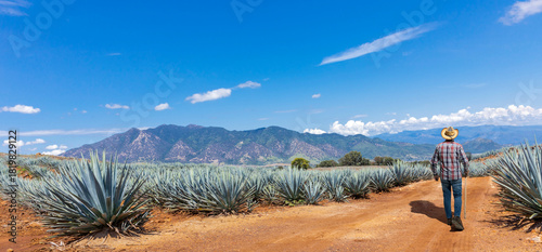 Landscape of agave plants to produce tequila