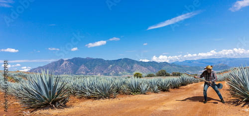 Landscape of agave plants to produce tequila