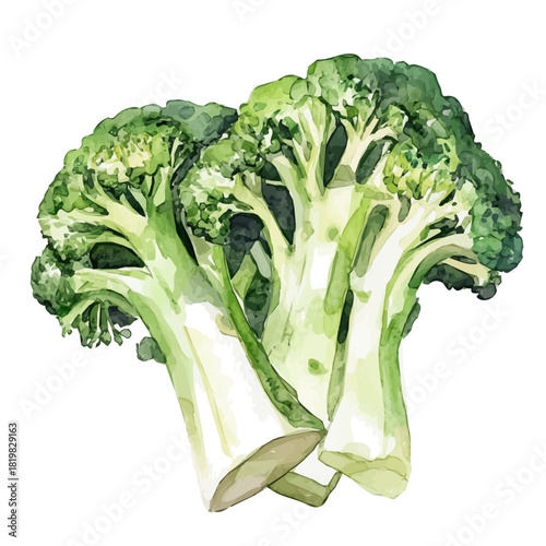 Beautiful sliced broccoli painting design set Hand-painted style, vectorized, vector set available in EPS, Simple Hand-painted watercolor style