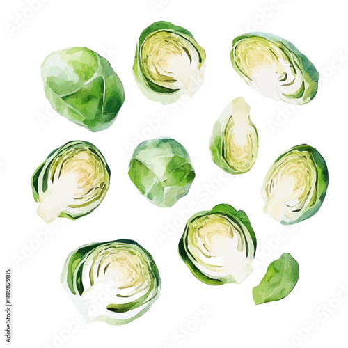 Beautiful sliced brussels sprouts painting design set Hand-painted style, vectorized, vector set available in EPS, Simple Hand-painted watercolor style
