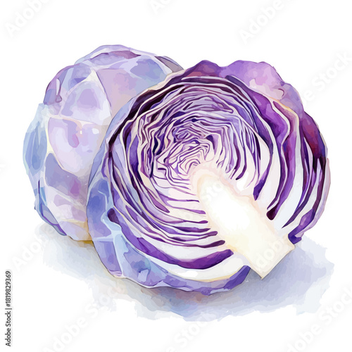 Beautiful sliced purple cabbage painting design set Hand-painted style, vectorized, vector set available in EPS, Simple Hand-painted watercolor style