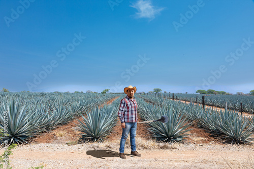 Landscape of agave plants to produce tequila