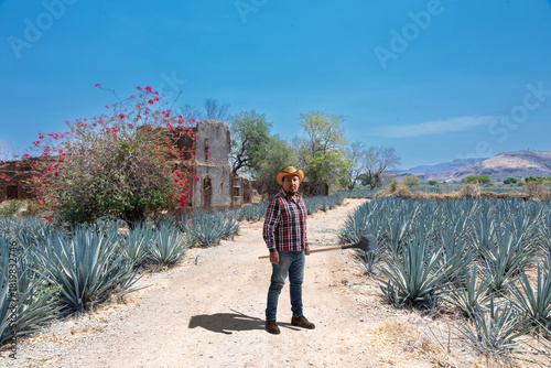 Landscape of agave plants to produce tequila