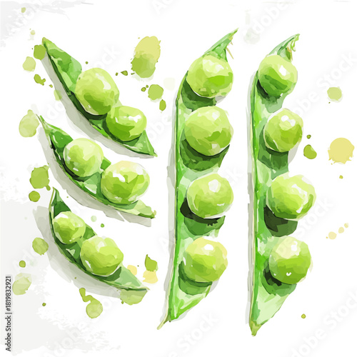 Simple green peas seed painting design set Hand-painted style, vectorized, vector set available in EPS, Simple Hand-painted watercolor style