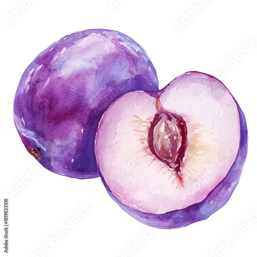 Simple, Beautiful purple plum painting design set Hand-painted style, vectorized, vector set available in EPS, Simple Hand-painted watercolor style