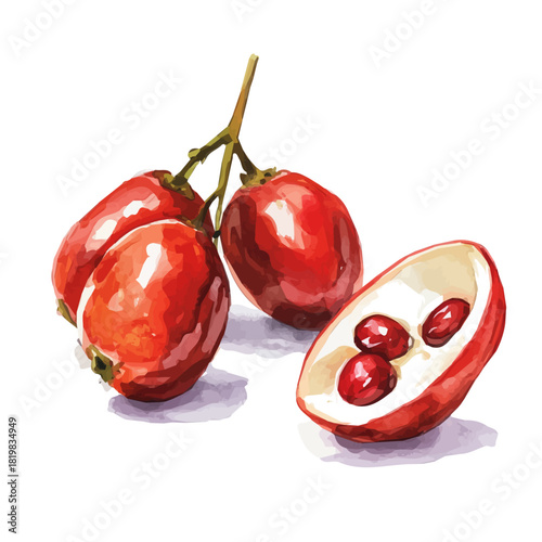 whole and cut-open miracle painting design set Hand-painted style, vectorized, vector set available in EPS, Simple Hand-painted watercolor style