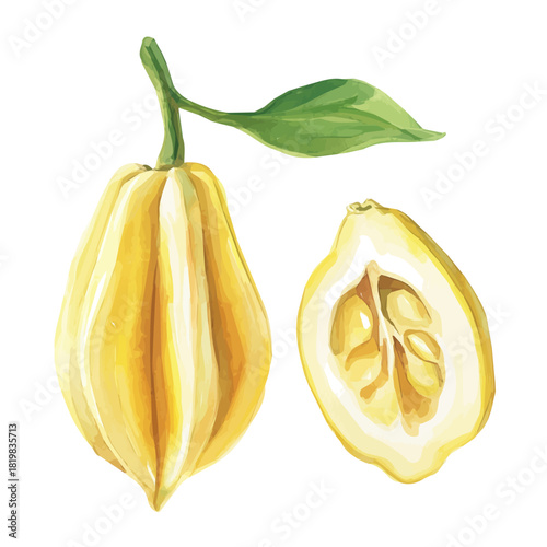 Elegant yellow ylang ylang painting design collection, Hand-painted style, vectorized, vector set available in EPS, Simple Hand-painted watercolor style