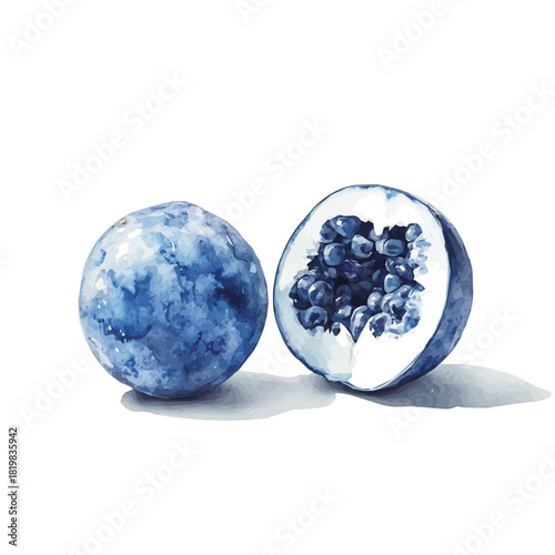 Elegant blueberry painting design collection, Hand-painted style, vectorized, vector set available in EPS, Simple Hand-painted watercolor style