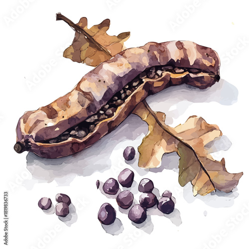 An Illustration of tamarind fruit painting design set, Hand-painted style, vectorized, vector set available in EPS, Simple Hand-painted watercolor style	
