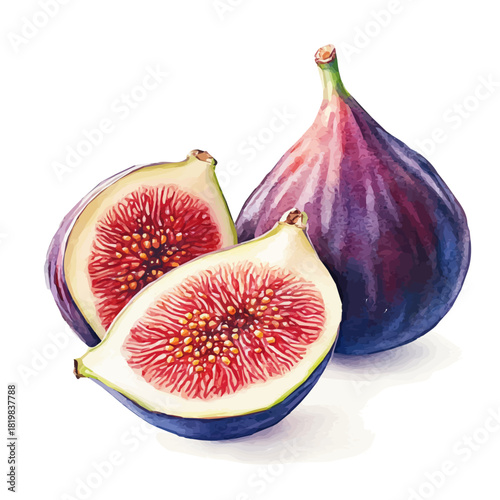 Illustration of fig slices painting design set, Hand-painted style, vectorized, vector set available in EPS, Simple Hand-painted watercolor style	