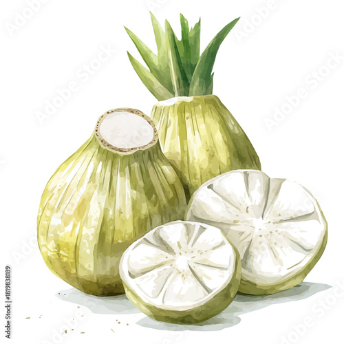 Illustration of sliced pandanus painting design set, Hand-painted style, vectorized, vector set available in EPS, Simple Hand-painted watercolor style	