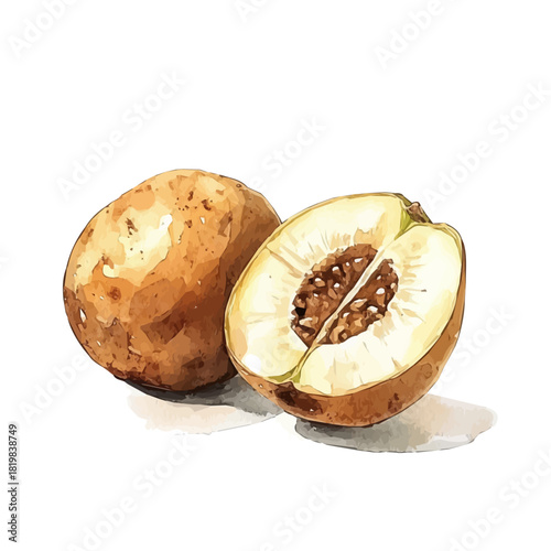 Illustration of sapodilla painting design set, Hand-painted style, vectorized, vector set available in EPS, Simple Hand-painted watercolor style	