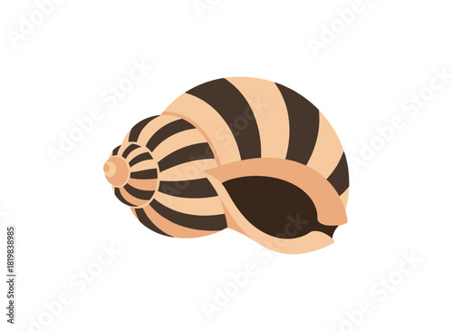 A marine seashell, a beach mollusk, a striped and spotted underwater shellfish, and a conch are depicted as a flat vector illustration on a white background