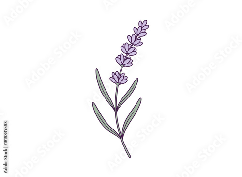 A detailed hand‑drawn vector illustration of French lavender branches, outlined and contoured, depicting a retro botanical etched drawing of Provence lavender plants on a white background