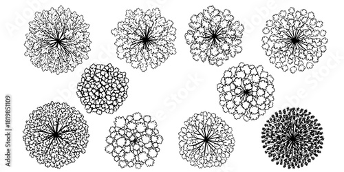 Top view tree canopy illustration set, diverse foliage textures, landscape greenery clipart, natural plant design, eco nature vegetation, outdoor environment vector 
