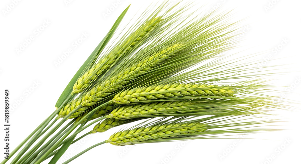 Obraz premium Bunch of fresh green barley stalks, with detailed awns and grains, isolated on a transparent background, cutout, PNG