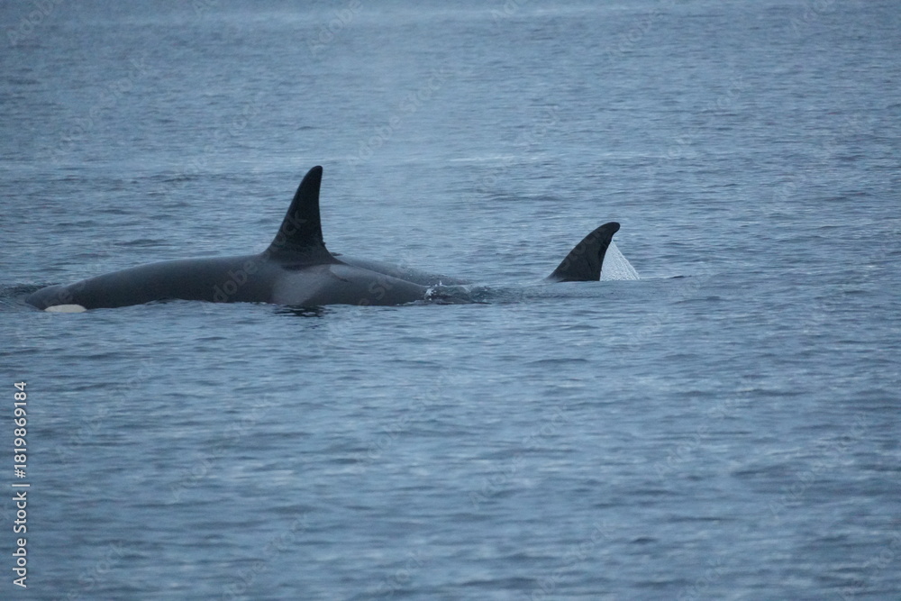 Fototapeta premium Orca im Wasser