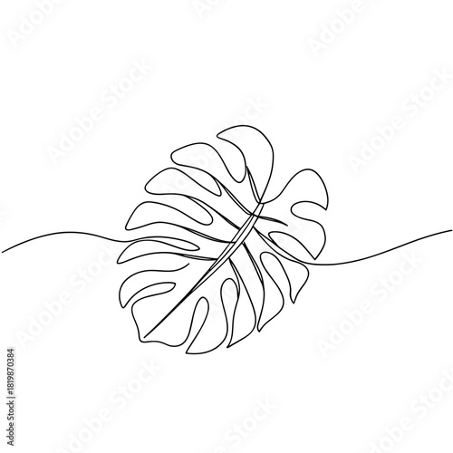 Line drawing of a tropical monstera leaf on white background  