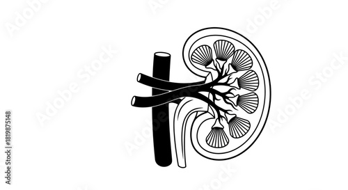 Anatomy of Human Kidney Medical Illustration of Renal Structure and Function