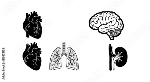 Collection of detailed human internal organs vector illustrations heart, brain, lungs, and kidney, perfect for medical and scientific educational resources